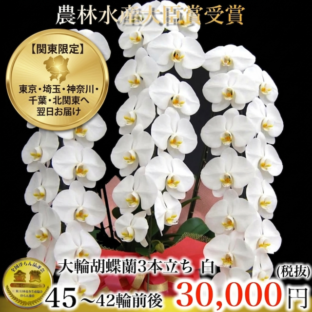 農林水産大臣賞受賞の大輪胡蝶蘭（白・3本立ち・45〜42輪前後）関東限定（東京・神奈川・埼玉・千葉・北関東）翌日お届け商品画像