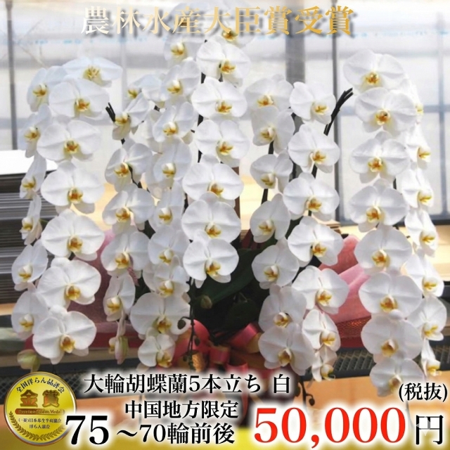 最高級大輪胡蝶蘭（白・5本立ち・70輪以上）中国地方限定（広島・岡山・山口・島根・鳥取）翌日お届け商品画像