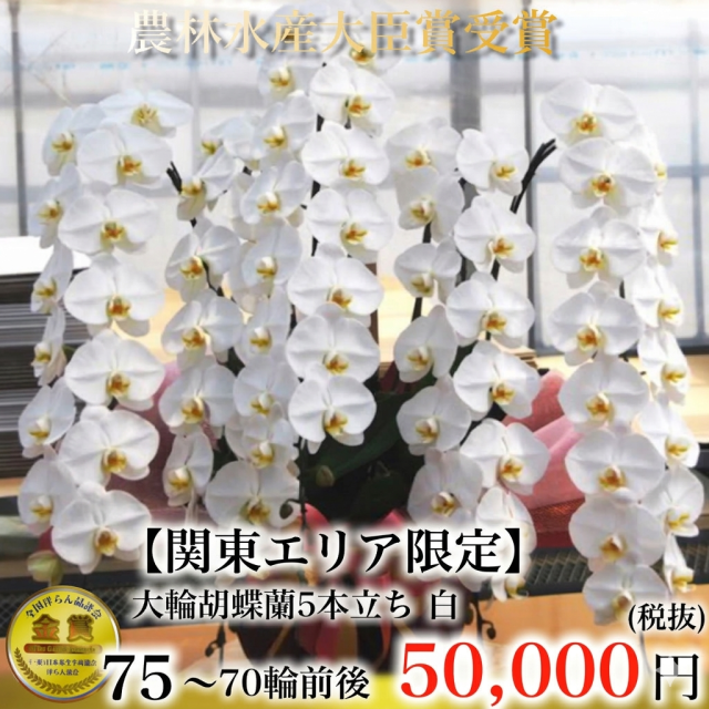 最高級大輪胡蝶蘭（白・5本立ち・70輪以上）関東限定（東京・神奈川・埼玉・千葉・茨城・栃木・群馬）翌日お届け商品画像