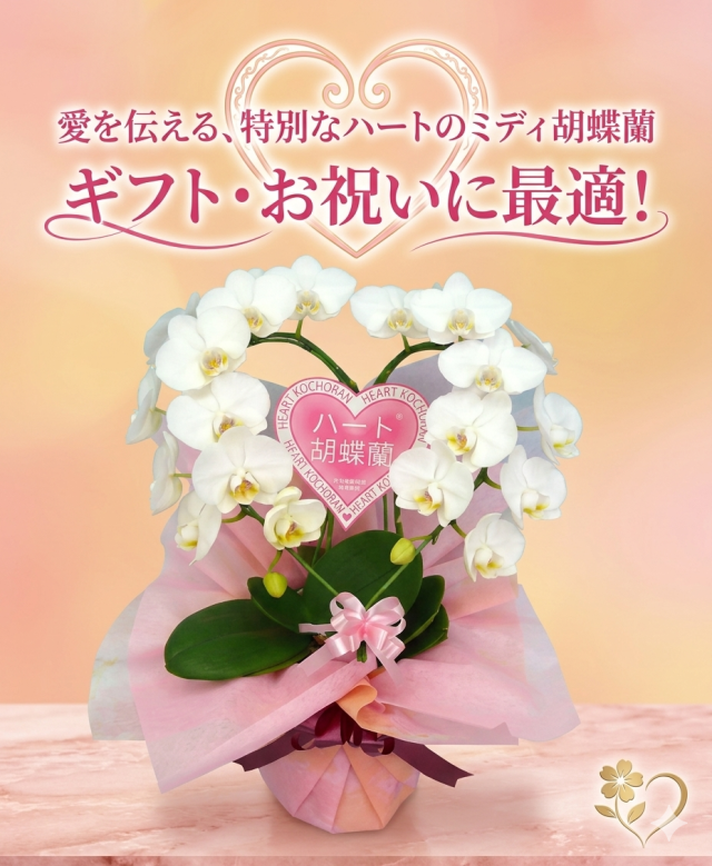 ミディハート胡蝶蘭のサムネ