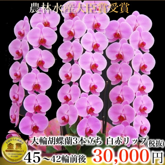 ピンクの大輪胡蝶蘭3本立ち42輪以上