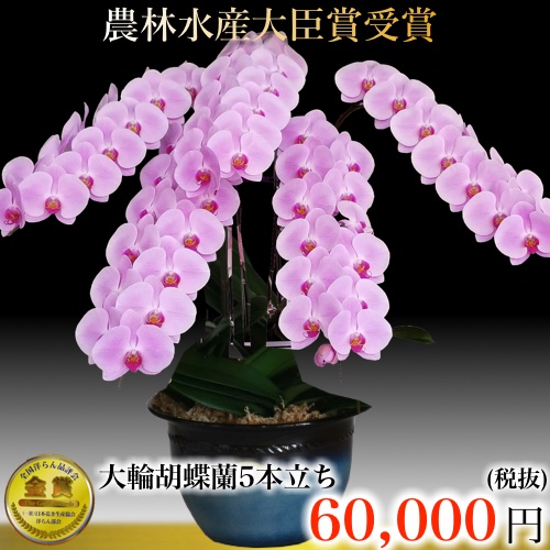 三坂園芸の大輪ピンク胡蝶蘭5本立ち70輪・66,000円