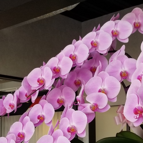 三坂園芸5本大輪胡蝶蘭70輪ピンク