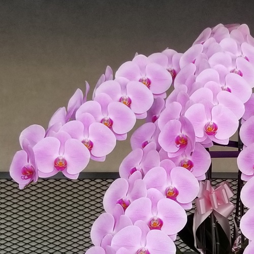 三坂園芸5本大輪胡蝶蘭70輪ピンク