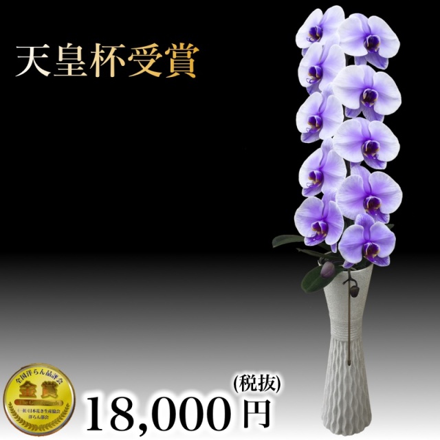 大輪胡蝶蘭1本立ちパープルエレガンス