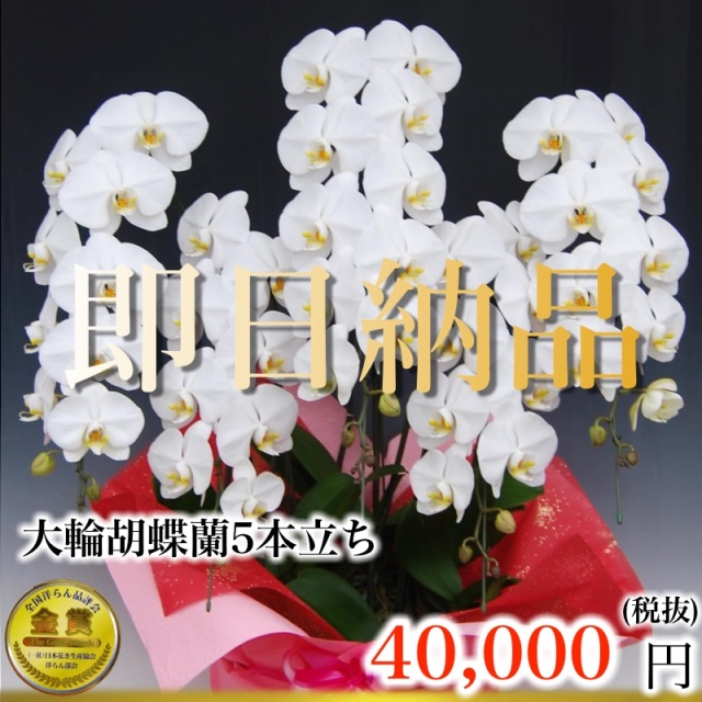 福岡市内当日便の5本立ち白胡蝶蘭スタンダード