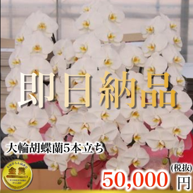 福岡市内当日便の5本立ち白胡蝶蘭上撰