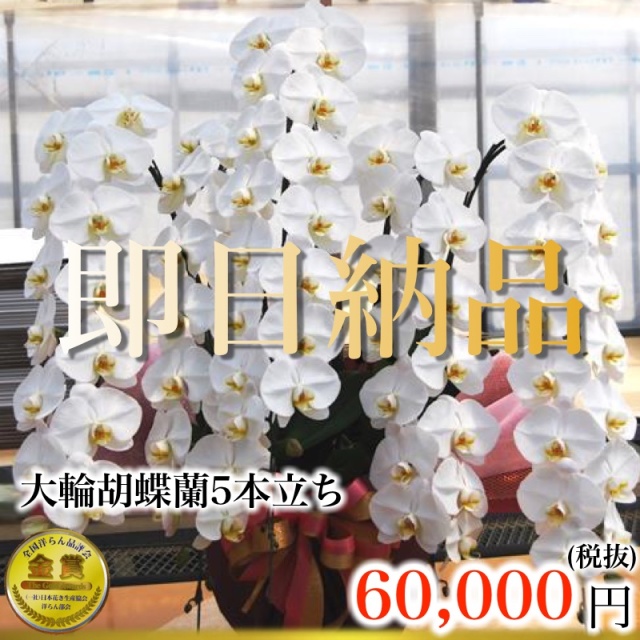 福岡市内当日便の5本立ち白胡蝶蘭特撰