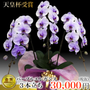 3本立ち大輪胡蝶蘭パープルエレガンス 紫色の蝶蘭