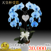 ハート大輪胡蝶蘭ブルーエレガンス青の胡蝶蘭