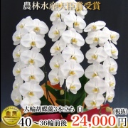 胡蝶蘭3本立ち36輪