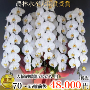5本立ち大輪胡蝶蘭65輪白