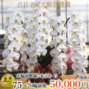 5本立ち大輪胡蝶蘭７０輪白
