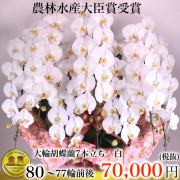 7本立ち大輪胡蝶蘭７７輪白