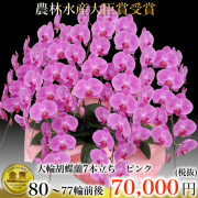 7本立ち大輪胡蝶蘭７７輪ピンク
