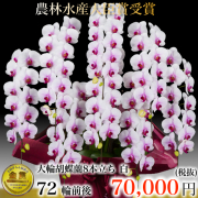 ７本立ち大輪胡蝶蘭72輪ピンク