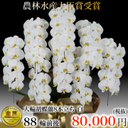 大輪胡蝶蘭8本立ち88輪白