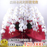 大輪胡蝶蘭10本立ち白