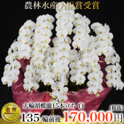 大輪胡蝶蘭15本立ち135輪白