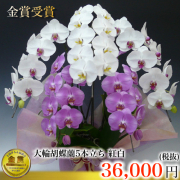 紅白胡蝶蘭５本立ち寄せ植え