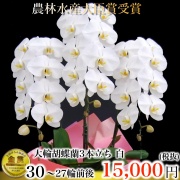 胡蝶蘭 大輪 白 3本立ち 27輪以上（蕾含む）｜【厳選大輪】真心が伝わる気品の一鉢 最短当日発送 専門店ギフトフラワー