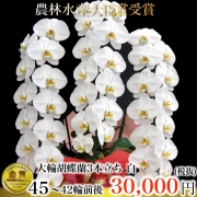 胡蝶蘭 大輪 3本立ち 42輪以上｜熟練バイヤー厳選の最高級品質【ラッピング・立札無料・送料無料】胡蝶蘭専門店ギフトフラワー