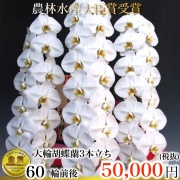 胡蝶蘭 3本立ち 白 60輪前後