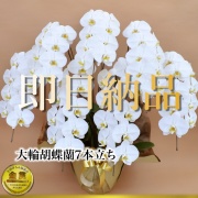 当日納品大輪胡蝶蘭7本立ち7万