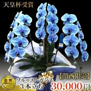 関西限定ブルー胡蝶蘭 ブルーエレガンス 3本立ち（大阪府・兵庫県・京都府・滋賀県・奈良県・和歌山県）最短翌日お届け商品画像
