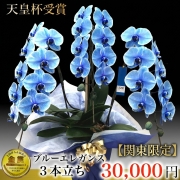 関東限定ブルー胡蝶蘭 ブルーエレガンス 3本立ち（東京都・神奈川県・千葉県・埼玉県・茨城県・栃木県・群馬県）最短翌日お届け商品画像