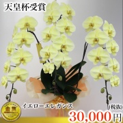 イエローエレガンス3本立ち
