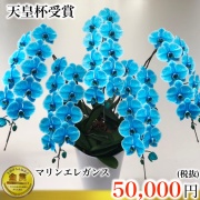 マリンエレガンス5本立ち松浦園芸