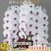 大輪胡蝶蘭3本立ち45輪から42輪白赤リップ