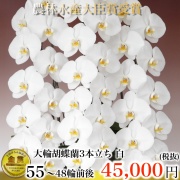 大輪胡蝶蘭3本立ち55輪から48輪白