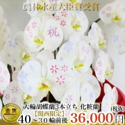 関西限定完全受注生産・化粧蘭 3本立ち（大阪府・兵庫県・京都府・滋賀県・奈良県・和歌山県）お届け納期約1週間の商品画像
