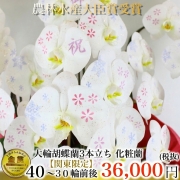 【関東限定化粧蘭 3本立ち（東京都・神奈川県・千葉県・埼玉県・茨城県・栃木県・群馬県）最短翌日お届け商品画像