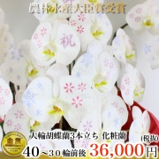 化粧蘭 3本立ち｜特別な祝辞を花びらにのせて 完全受注生産 5日後以降お届け 専門店ギフトフラワー