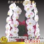 化粧蘭 2本立ち｜【世界に一つ】メッセージ・絵柄入り 完全受注生産 5日後以降お届け 専門店ギフトフラワー
