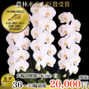 大輪胡蝶蘭（白・3本立ち・33輪以上）中国地方限定（広島・岡山・山口・島根・鳥取）翌日お届け商品画像