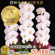 大輪胡蝶蘭（白・3本立ち・33輪以上）関東限定（東京・神奈川・埼玉・千葉・茨城・栃木・群馬）翌日お届け商品画像