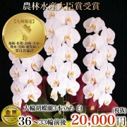大輪胡蝶蘭（白・3本立ち・33輪以上）九州限定（福岡・熊本・鹿児島・佐賀・長崎・大分・宮崎）翌日お届け商品画像