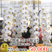最高級大輪胡蝶蘭（白・5本立ち・70輪以上）関東限定（東京・神奈川・埼玉・千葉・茨城・栃木・群馬）翌日お届け商品画像