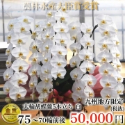 最高級大輪胡蝶蘭（白・5本立ち・70輪以上）九州地方限定（福岡・佐賀・長崎・熊本・大分・宮崎・鹿児島）翌日お届け商品画像