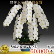 三坂園芸大輪70輪芸術的な胡蝶蘭