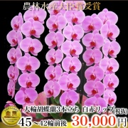 胡蝶蘭 3本立ち ピンク 42輪