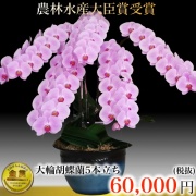 三坂園芸5本大輪胡蝶蘭70輪ピンク