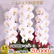 白大輪胡蝶蘭3本立ち33輪