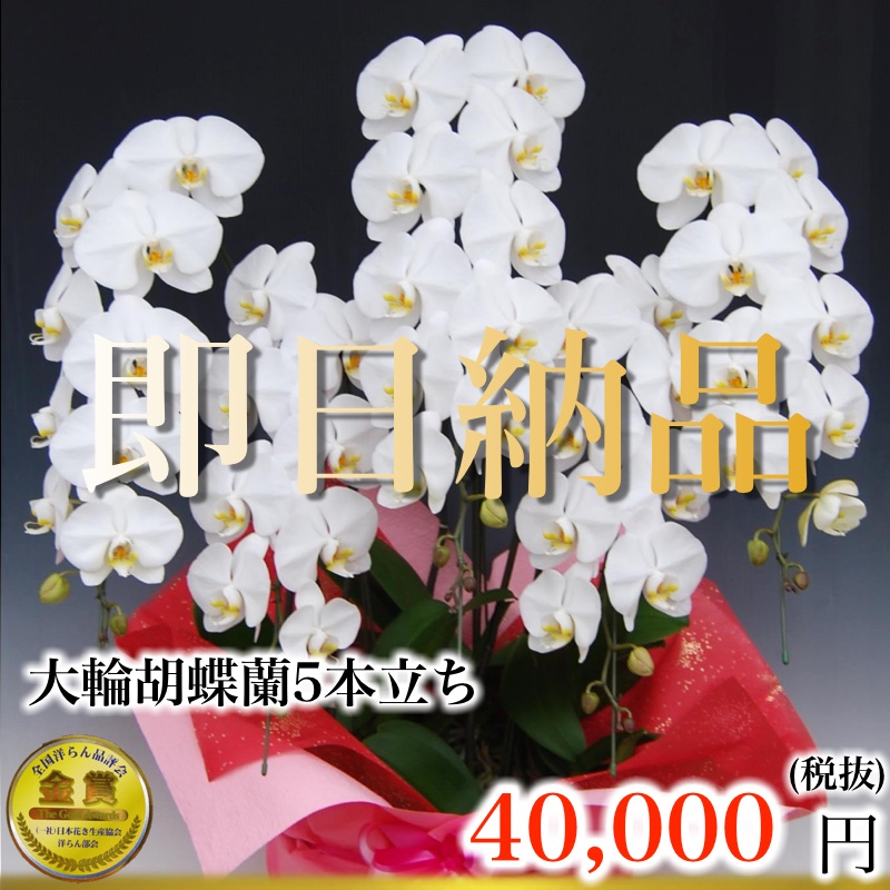 当日納品大輪胡蝶蘭5本立ち３万