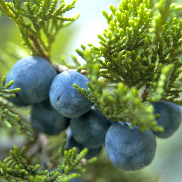 FL 精油 ジュニパーベリー 10mL