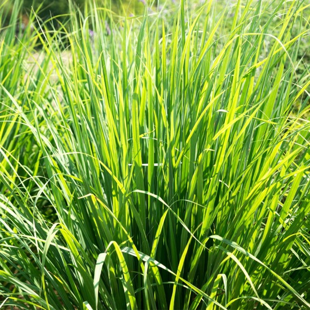 FL 精油 レモングラス 10mL